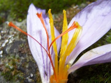 Crocus longiflorus / Zafferano autunnale